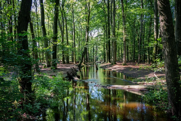 Potok Zvaný Potok Leuvenumse Protéká Leuvenumským Lesem Svými Mohutnými Buky — Stock fotografie