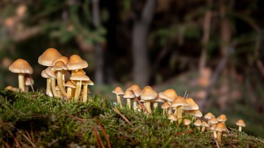 Drenthe ilindeki Dwingeloo doğa parkında ölü bir çam ağacında yetişen ormandaki güzel kükürt mantarları..