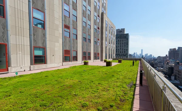 Terrace with green grass of Shutterstock offices. — Stock Photo, Image