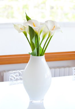 Zantedeschia aethiopica çiçekler