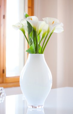 Zantedeschia aethiopica çiçekler