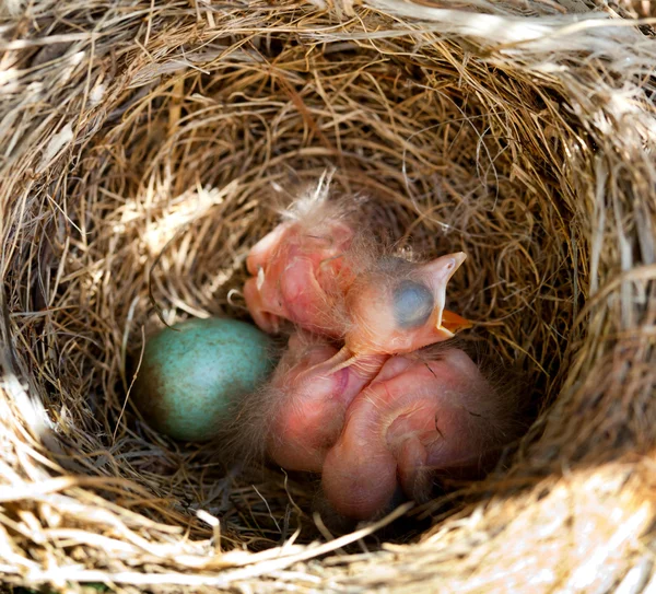 Amselbaby im Nest — Stockfoto