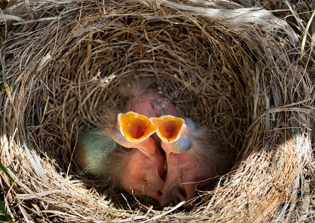 Baby blackbirds in the nest ⬇ Stock Photo, Image by © AntonioGravante