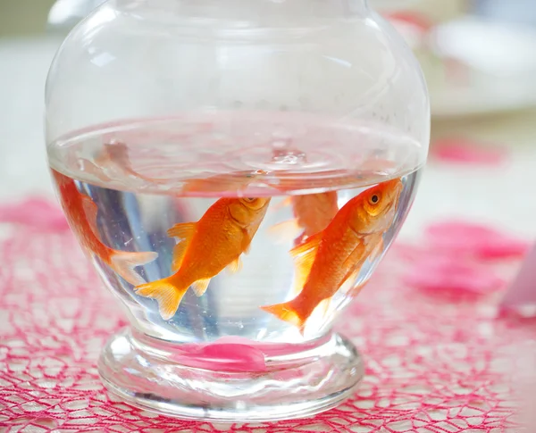 Goldfish in ampule used as centerpieces — Stock Photo, Image