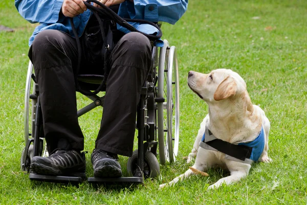 Labrador Pies przewodnik i jego właściciel niepełnosprawnych — Zdjęcie stockowe