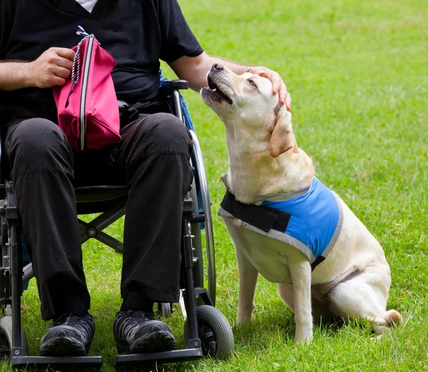 Labrador cane guida e il suo proprietario disabili — Foto Stock