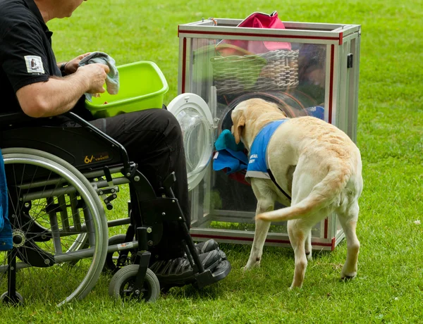 Bir köpek hayat — Stok fotoğraf