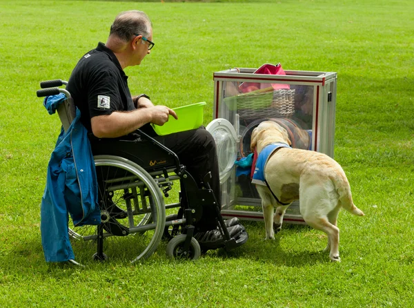 Bir köpek hayat — Stok fotoğraf