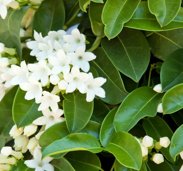 White Jasmine in the garden — Stock Photo, Image