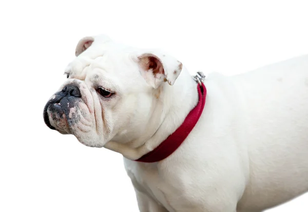 Bulldog geïsoleerd op wit — Stockfoto