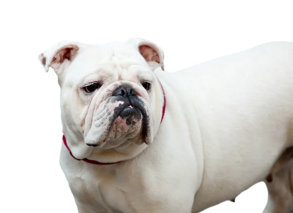 Bulldog geïsoleerd op wit — Stockfoto