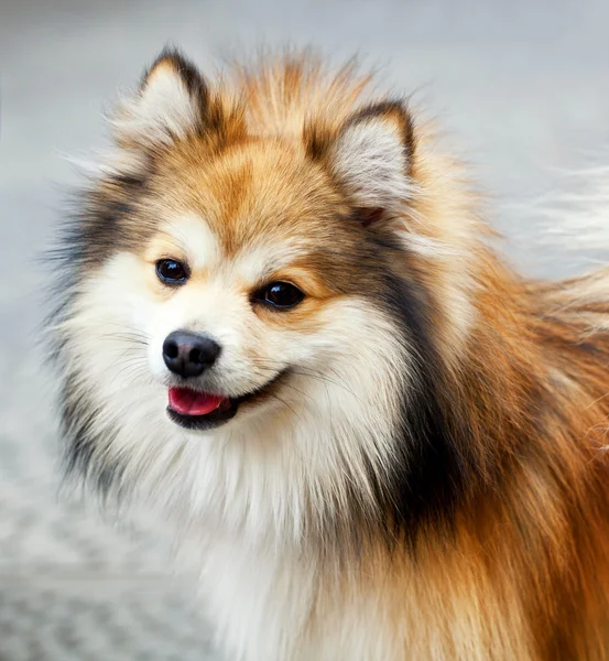 Fechar de um cão da Pomerânia — Fotografia de Stock