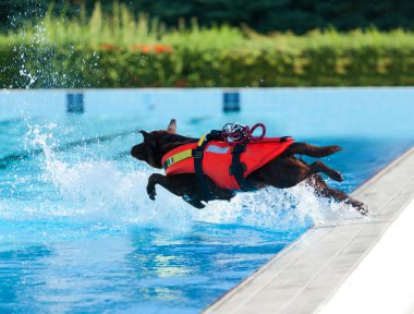 Yüzme havuzunda cankurtaran köpek.