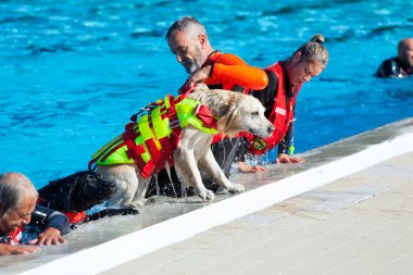 Cankurtaran köpekler ile kurtarma gösteri.