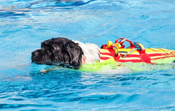 Lifeguard hund i poolen. — Stockfoto