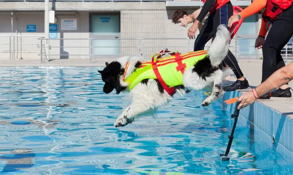 Demonstração de resgate com cães salva-vidas . — Fotografia de Stock
