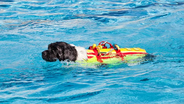 Chien sauveteur dans la piscine . — Photo