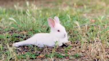 Yeşil çimlerde oturan Paskalya tavşanı. Yeşil çimenlerde oturan kırmızı gözlü beyaz tavşan..