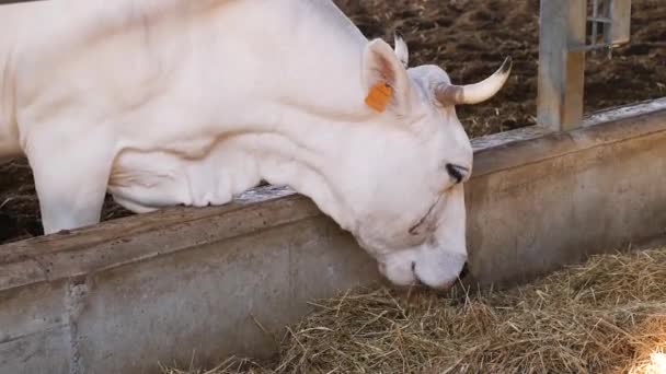 Een Volwassen Dier Eet Hooi Een Boerderij Koe Met Haar — Stockvideo