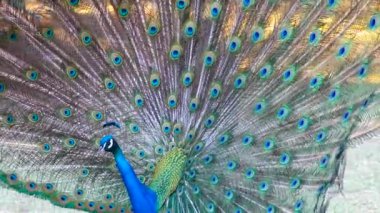 Tüm ihtişamıyla kuyruğu açık güzel tavus kuşu..