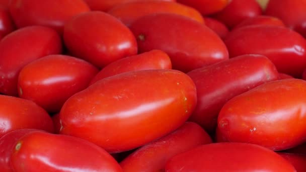 Tomates Pour Production Sauce Conserve Tomates Typiques Sud Italie Prêtes — Video