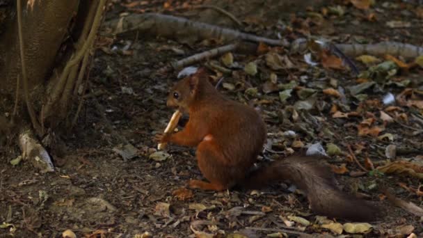 Écureuil Dans Parc Public Mange Cracker — Video