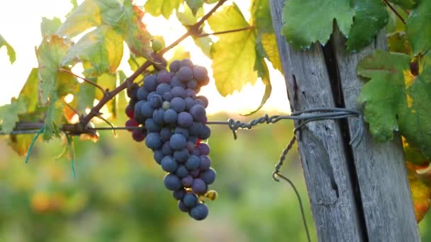 Ein Bündel roter Trauben. Sonnenuntergang mit Sonne im Hintergrund. Fackeln und warmes Licht erzählen die Erntezeit der Trauben für die Weinproduktion. — Stockvideo