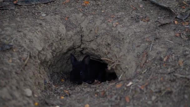 Konijnenhol in de grond. Het gat in de ondergrond is de natuurlijke habitat van de konijnen.. — Stockvideo