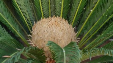 Flower of female Sago palm, Cycas revoluta.