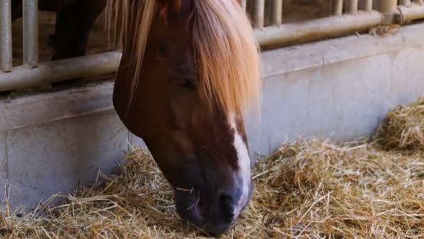 Beautiful Brown Horse Eats Hay Breeding Stable — Stock Video