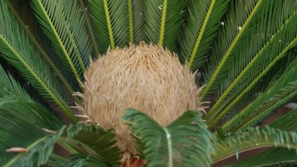 Blume Der Weiblichen Sago Palme Cycas Revoluta — Stockvideo