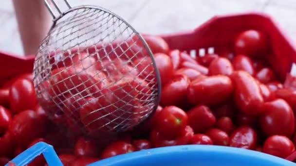 意大利传统 自制番茄酱生产 每年意大利南部的家庭都会准备真空番茄酱 — 图库视频影像