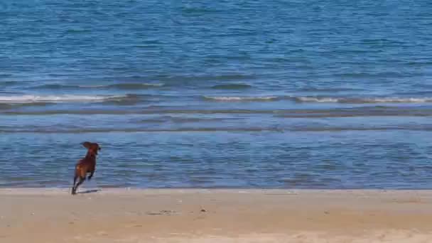 Brun Hund Springer Och Leker Stranden Slow Motion Klämma — Stockvideo