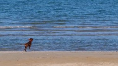 Kahverengi köpek sahilde koşup oynuyor. Yavaş Hareket Klibi.