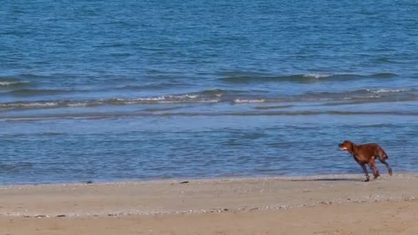 Brązowy Pies Biega Bawi Się Plaży Slow Motion Klip — Wideo stockowe
