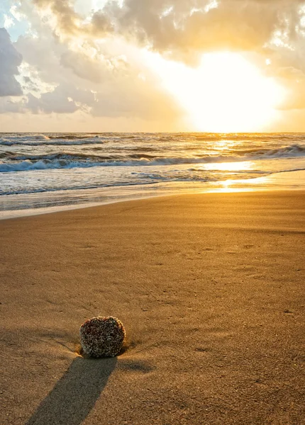 Detailní Záběr Pláž Mořskou Houbou Břehu Při Západu Slunce — Stock fotografie