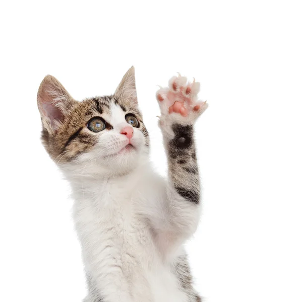 Szczeniak kot pozdrowienia z lapka — Zdjęcie stockowe