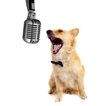 Spitz köpek beyaz zemin üzerine
