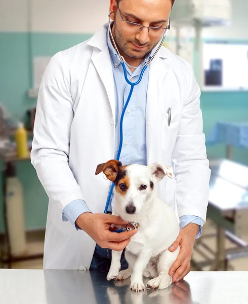 Κτηνίατρος γιατρός με Τζακ Ράσελ — Φωτογραφία Αρχείου
