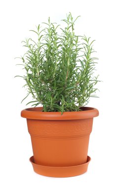 Rosemary plant in plastic pot clipart