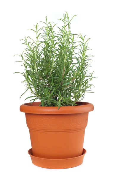 Rosemary plant uit plastic pot — Stockfoto