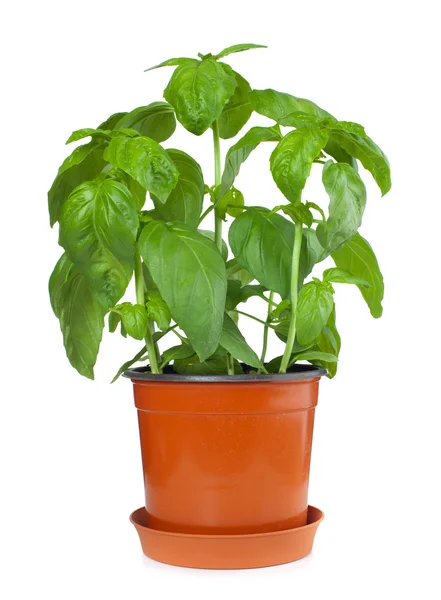 Basil plant in pot — Stock Photo, Image