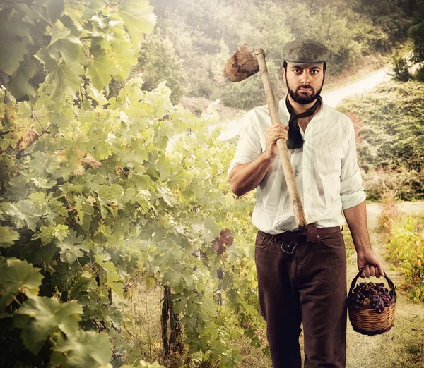 Winegrower while harvest grapes — Stock Photo, Image