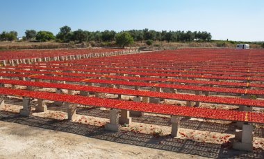 Kurutulmuş kırmızı olgun domates