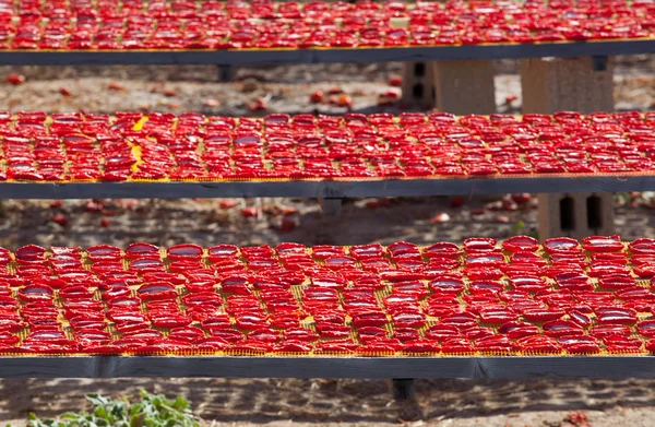Sušená červená zralá rajčata — Stock fotografie