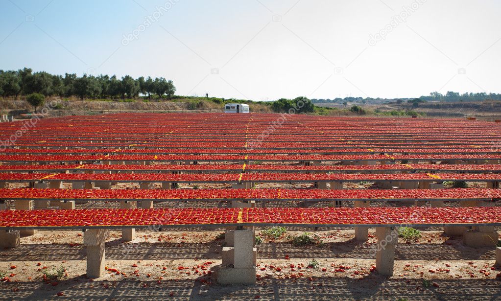 Dried red ripe tomatoes