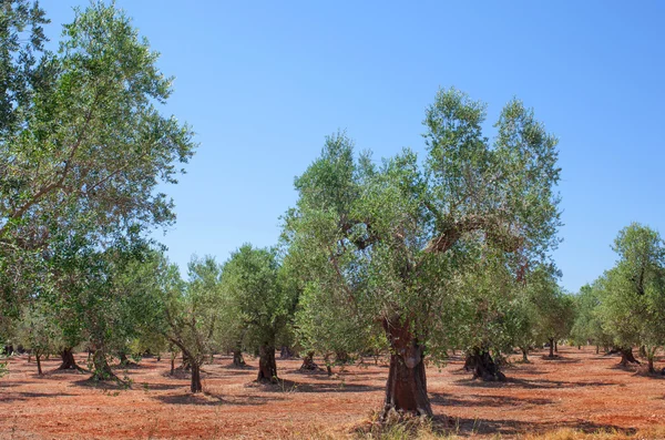 Olivenhain — Stockfoto