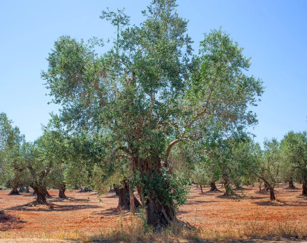 Olivenhain — Stockfoto