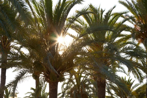 Raggio di sole in foglia di palma . — Foto Stock