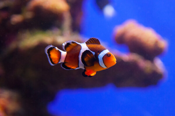 Clown fish in aquarium water